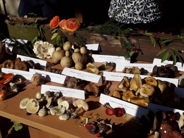 Dzień Grzyba 14.10.2018r. - wystwa, prelekcja i spacer po lesie, fot. H. Andrzejewski